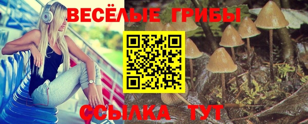 Михайловка  Галлюциногенные грибы MAGIC MUSHROOMS  Вход с VPN 
